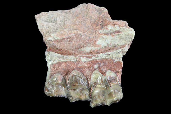 Oligocene Ruminant (Leptomeryx) Jaw Section #91112